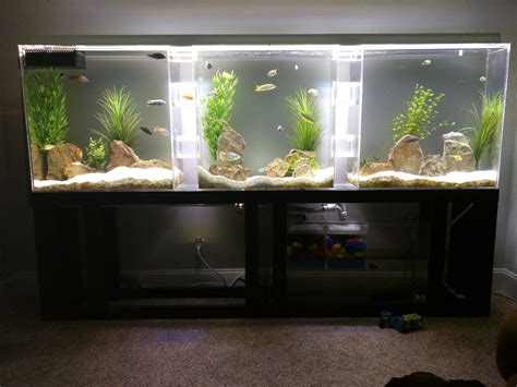 250 Gallon Aquariums .